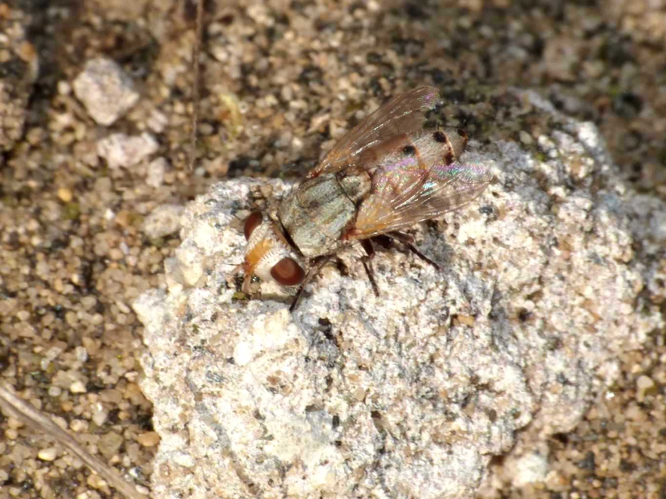 La nemesi dei Bembix: Craticulina sp. (Sarcophagidae)